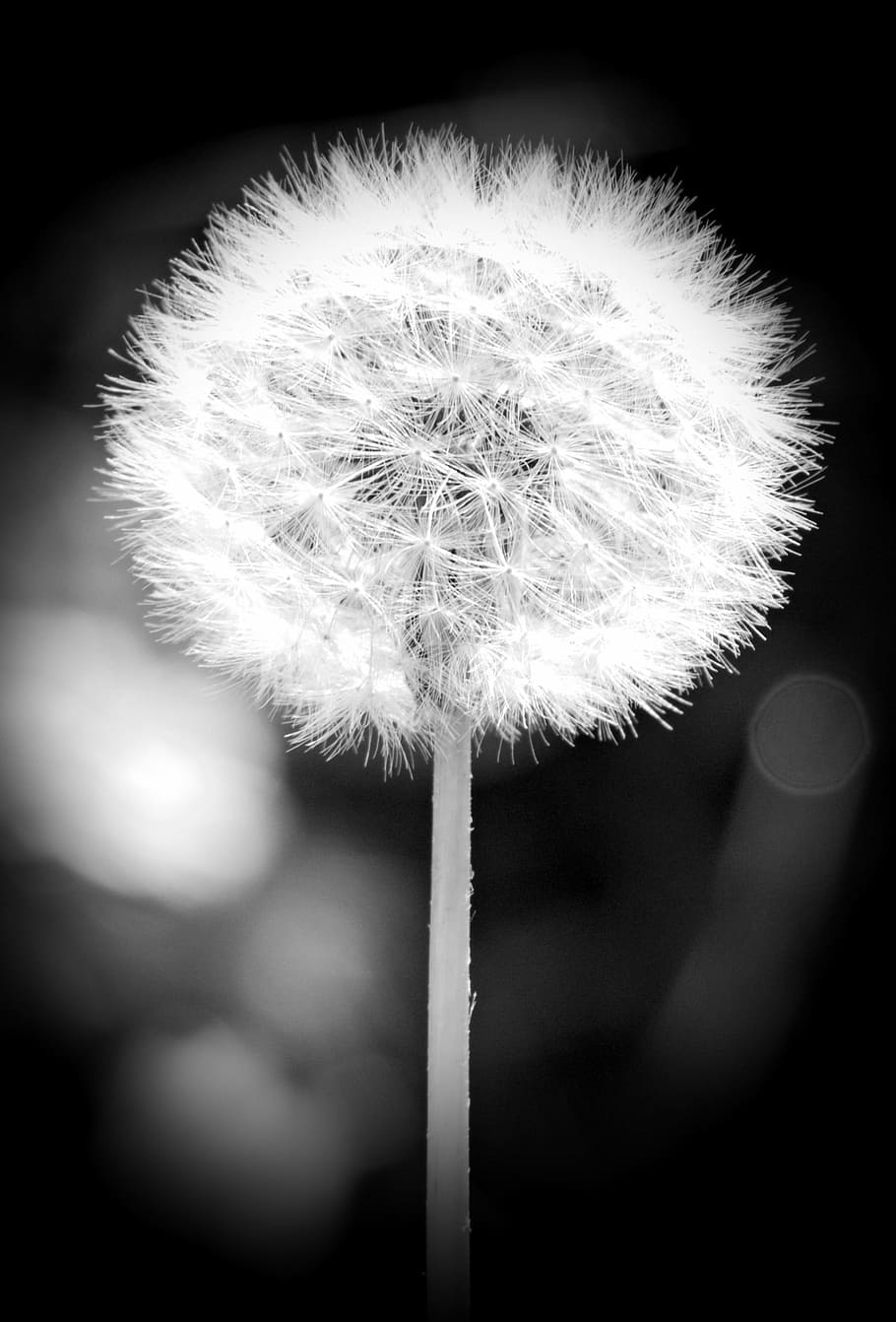 white dandelion closeup photo, blossom, bloom, flower, black and white HD wallpaper