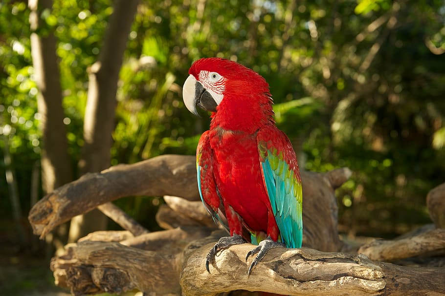 parrot, bird, red, vertebrate, animal themes, macaw, animal wildlife HD wallpaper