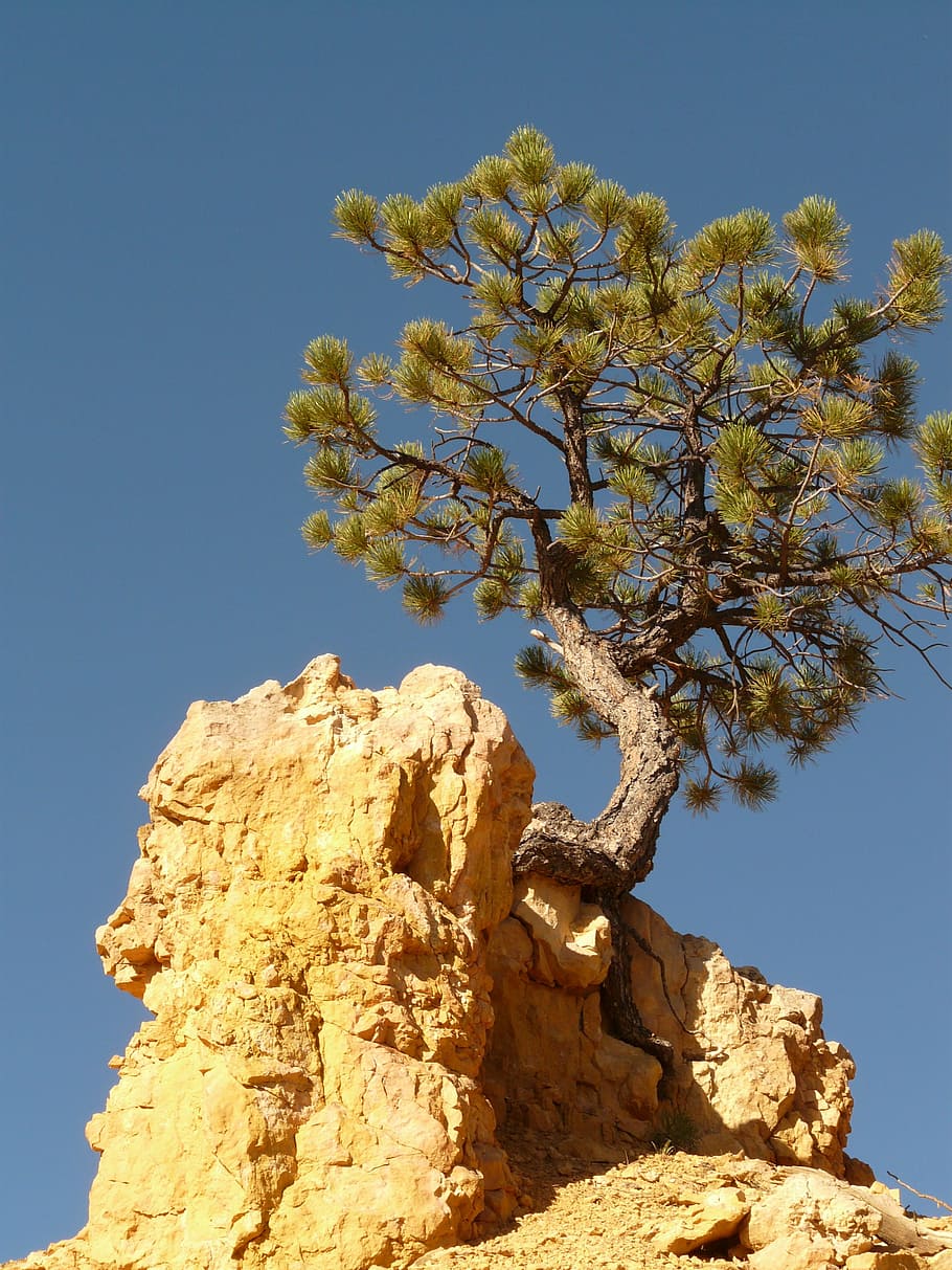 green leafed tree, root, tree root, pine, stone, rock, nature, HD wallpaper