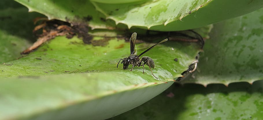 wasp, macro, nature, insects, colombia, animal themes, animal wildlife, HD wallpaper