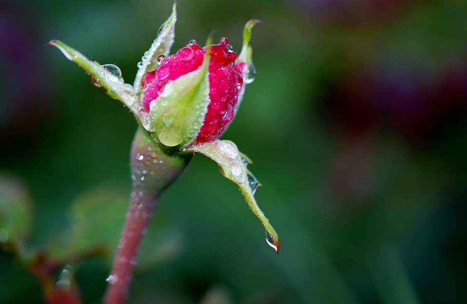 selective focus photo of green and red rose flower bud, Rose, Red HD wallpaper
