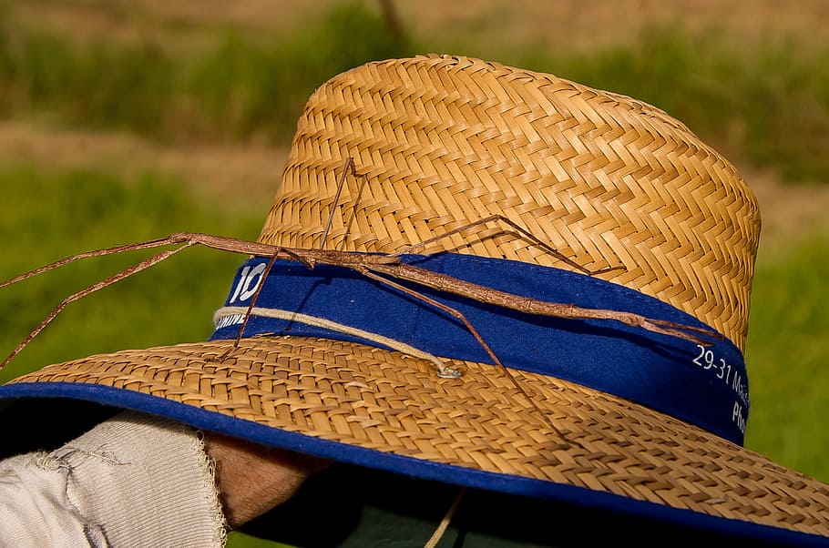 stick insect, large, wild, wildlife, hat, queensland, australia HD wallpaper