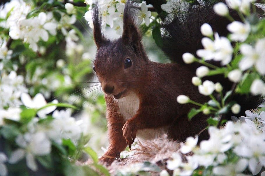 squirrel, nature, animal themes, mammal, one animal, animal wildlife HD wallpaper