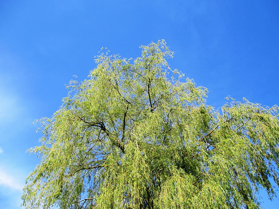 weeping willow, tree, leaves, green, sky, plant, low angle view HD wallpaper