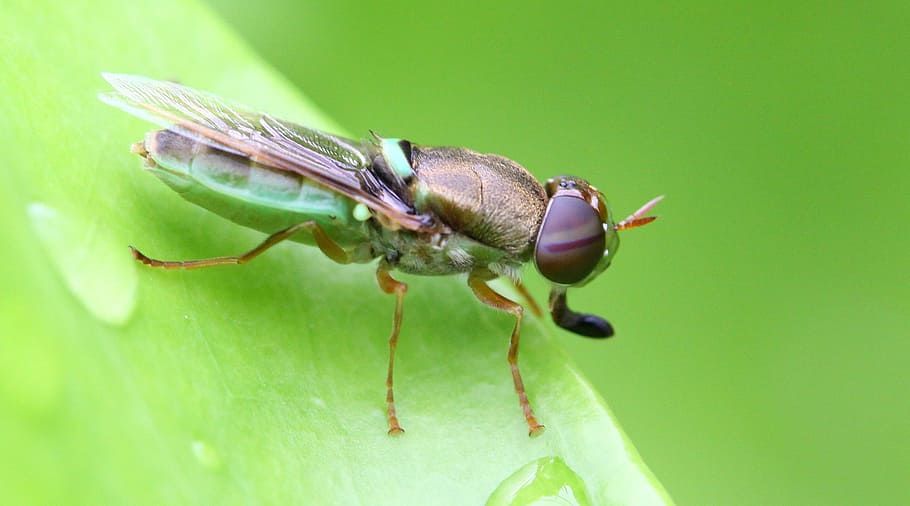 Insect, Leaf, Grasshopper, Macro, one animal, animal themes HD wallpaper