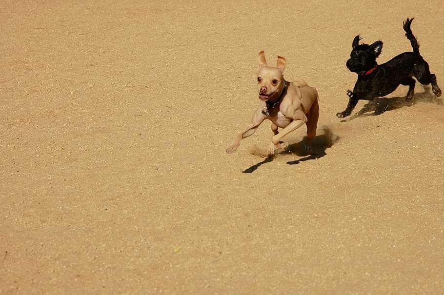 Chihuahua and puppy running on sand field at daytime, dogs HD wallpaper