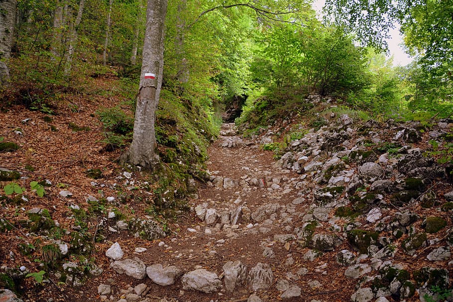 trail, steep, rocks, forest, mountains, excursion, tree, plant HD wallpaper