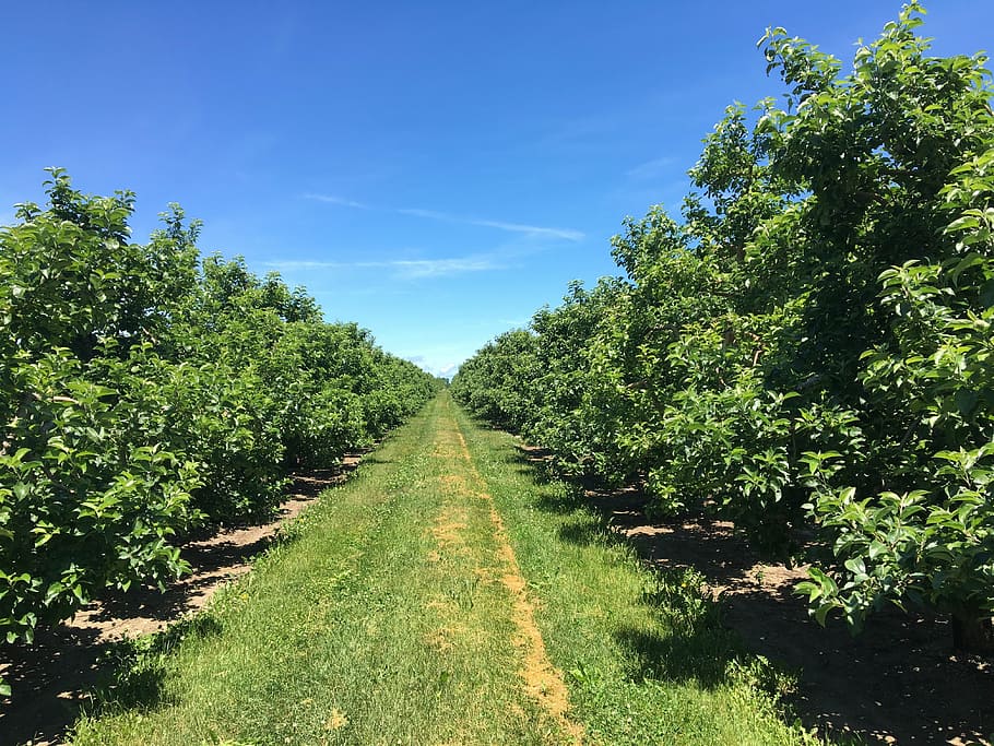 apple trees, orchard, nature, agriculture, fruit, green, season HD wallpaper