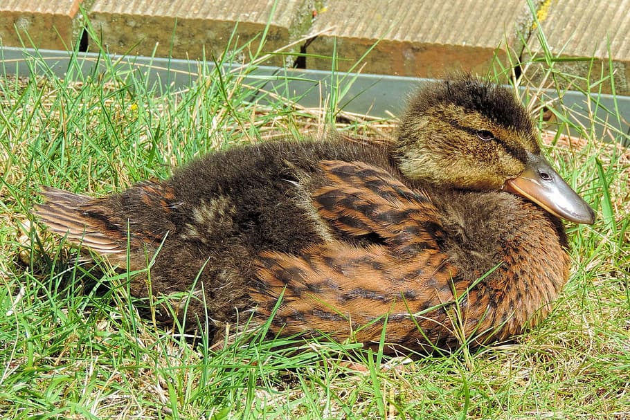 ducklings, feather, bill, cute, small, young, grass, animal HD wallpaper