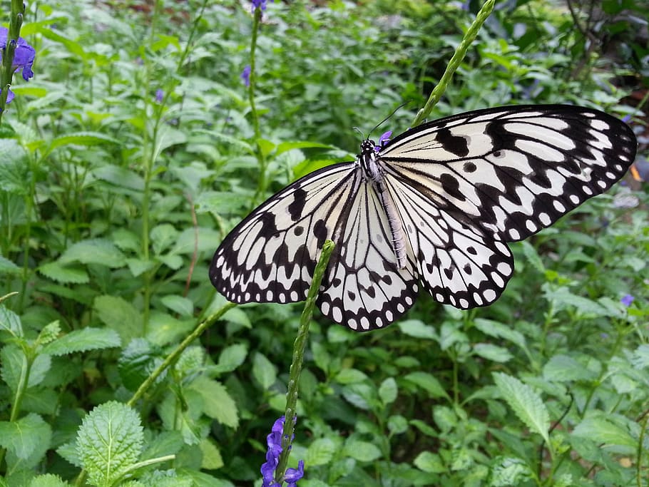 butterfly, wings, pattern, plant, macro, collecting nectar HD wallpaper