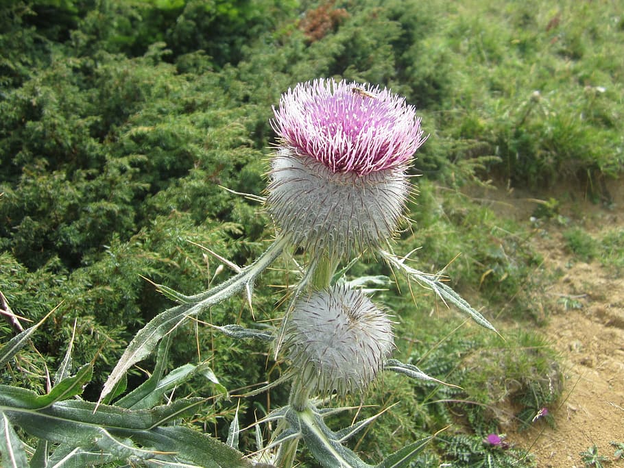 thistle, plant, mountain, growth, flower, flowering plant, beauty in nature HD wallpaper