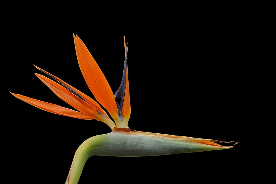 strelizie, blossom, bloom, orange, exotic, color, bright colours HD wallpaper