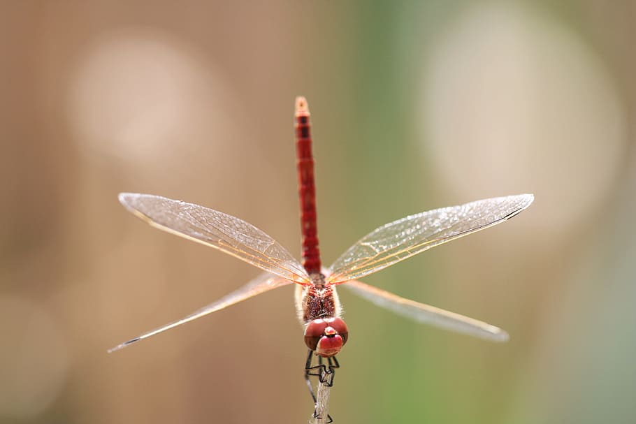 Insect, Wing, Macro, Fly, Color, red, colors, close, wings HD wallpaper