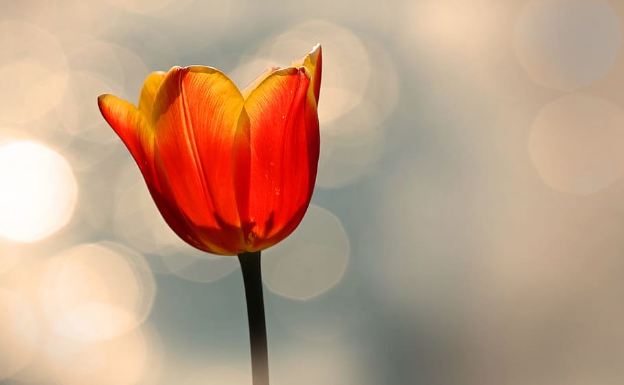 selective focus photography of red petaled flower with bokeh lights HD wallpaper