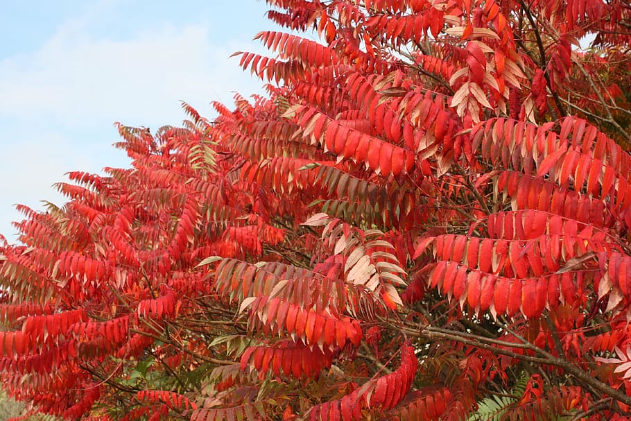 leaves, bush, red, nature, leaf, tree, plant, season, branch HD wallpaper