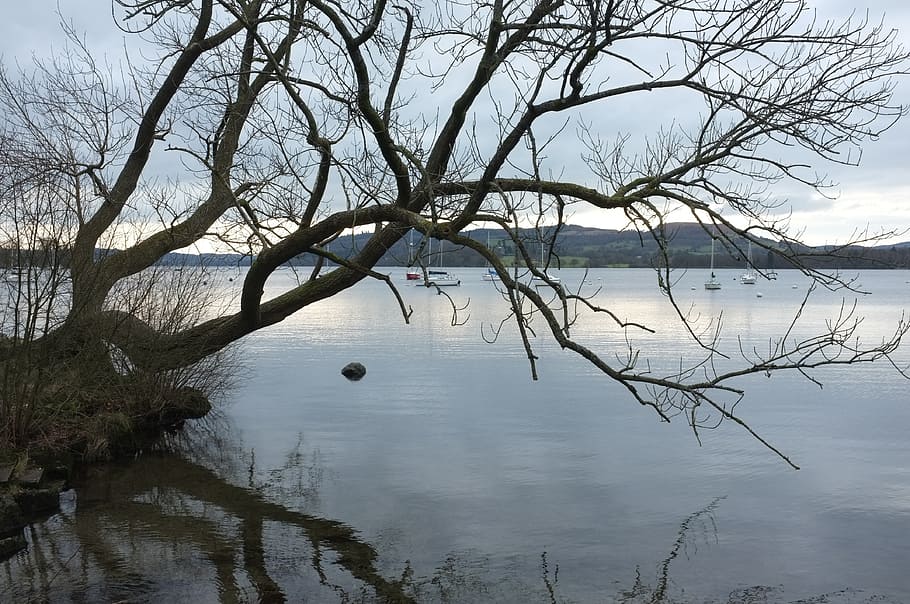 lake, tree, landscape, water, bare tree, plant, branch, tranquility HD wallpaper