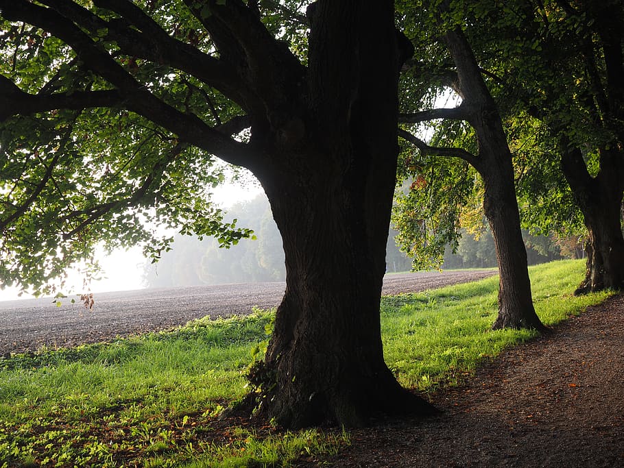 brown trees near green grass at daytime, avenue, back light HD wallpaper