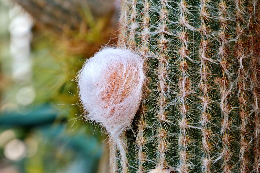 cactus, spur, green, prickly, plant, thorns, nature, pointed HD wallpaper