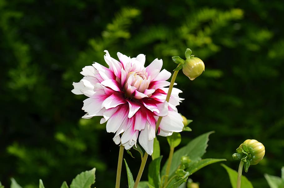 dahlia, flower, flower garden, dahlia garden, late summer, garden plant, HD wallpaper