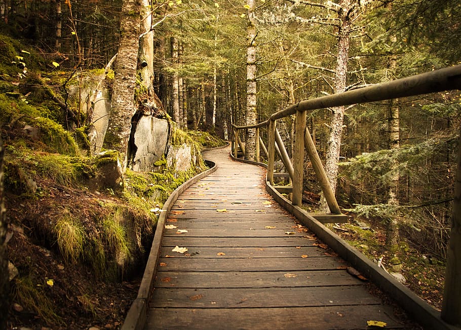 brown wooden bridge near forest, nature, tree, leaf, guidance HD wallpaper