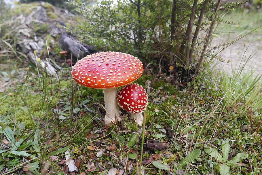 fly agaric, mushrooms, forest, fungus, fly agaric mushroom HD wallpaper
