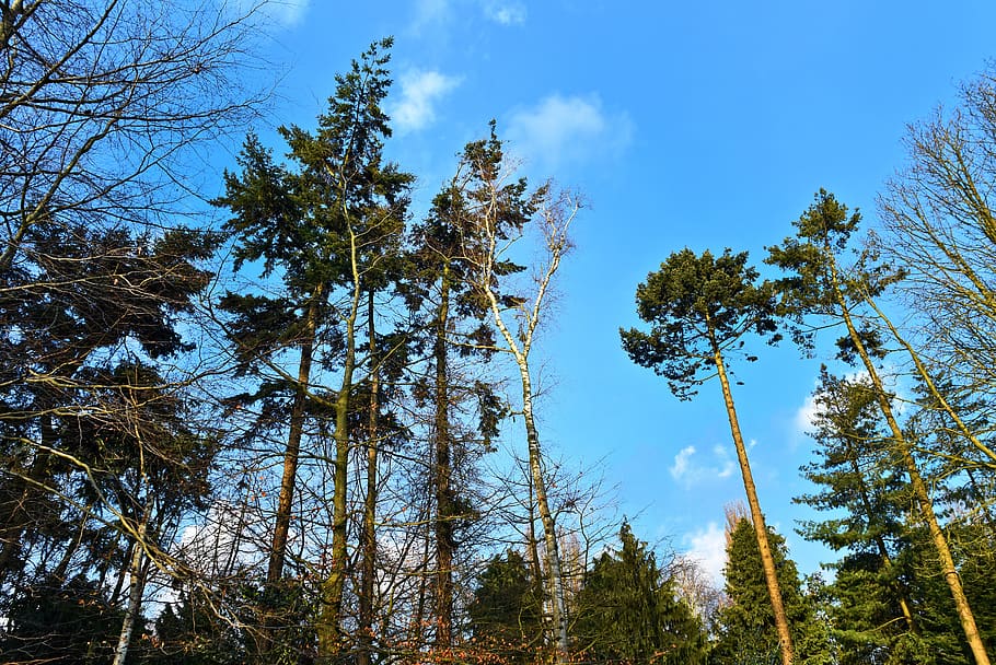 pine tree, conifer, fir, evergreen, tree top, tall tree, rising up HD wallpaper