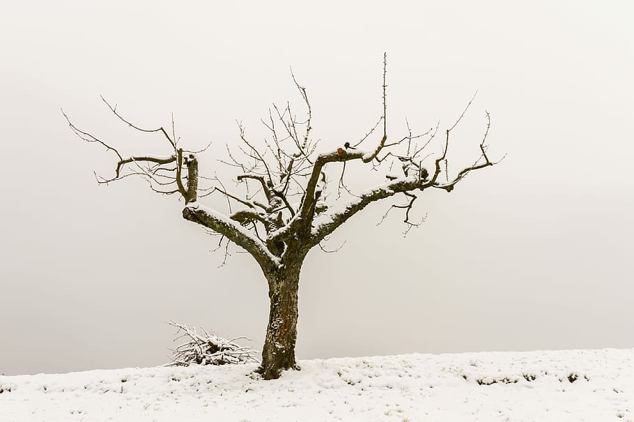 snow-covered wilted tree, tree pruning, wood, lumber, tree crop HD wallpaper