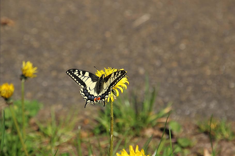 butterfly, flower, bug, nature, grass, one animal, animals in the wild HD wallpaper
