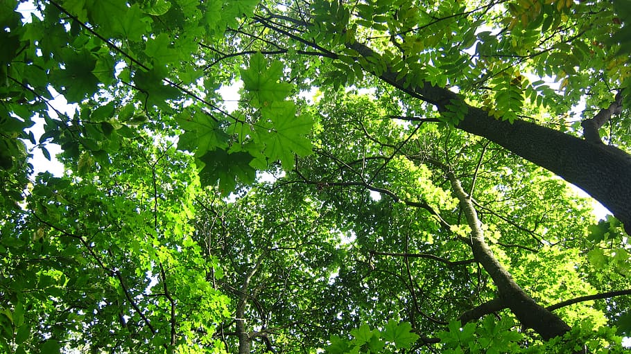 tree-tops, deciduous trees, greenery, plant, green color, growth HD wallpaper