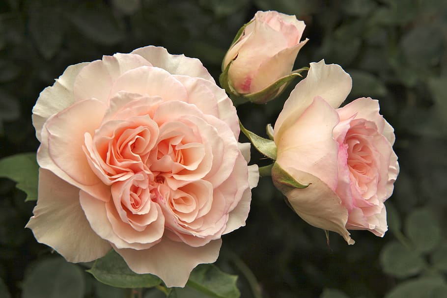 pink rose, perdita, garden, flower, beauty in nature, plant HD wallpaper