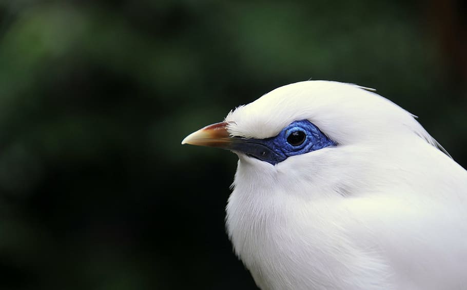 bird, exotic, animal, animal themes, one animal, vertebrate HD wallpaper