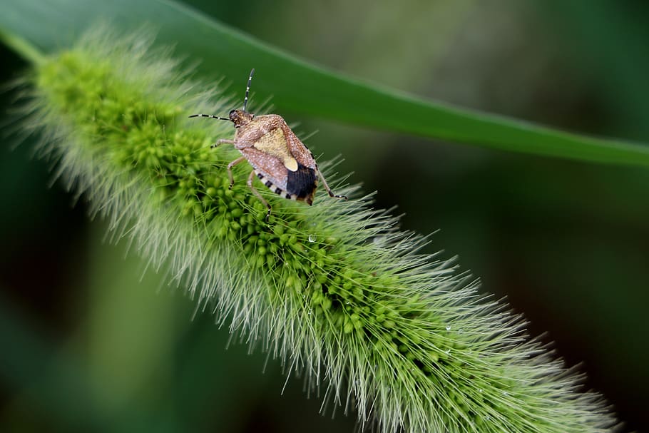 china, pet, beetle, animal wildlife, animals in the wild, green color HD wallpaper