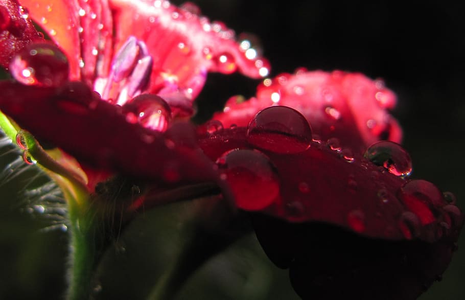 drip, flower, blossom, bloom, red, geranium, water, flash, dark HD wallpaper