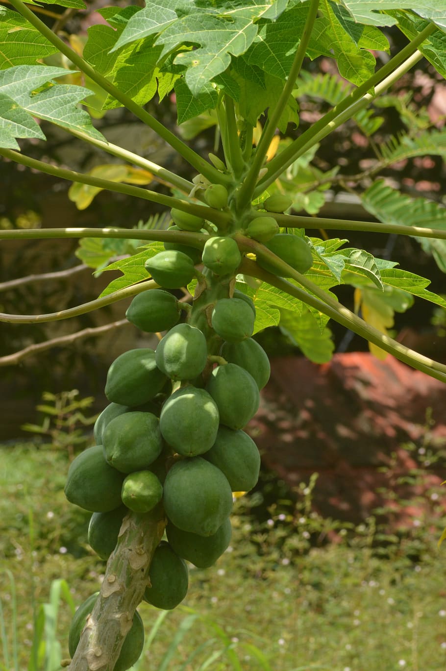 papaya, fruit, tree, brasil, plant, growth, food and drink HD wallpaper