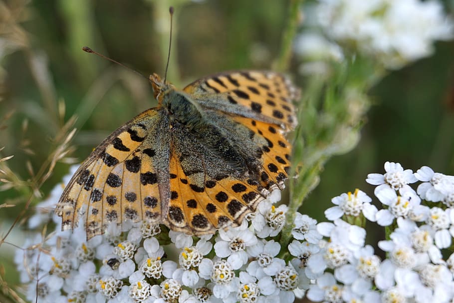 Butterfly, Brown, Insect, Mackerel, public record, one animal HD wallpaper