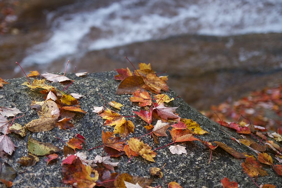 autumn, fall, leaves, fallen, withered, brown, yellow, nature HD wallpaper
