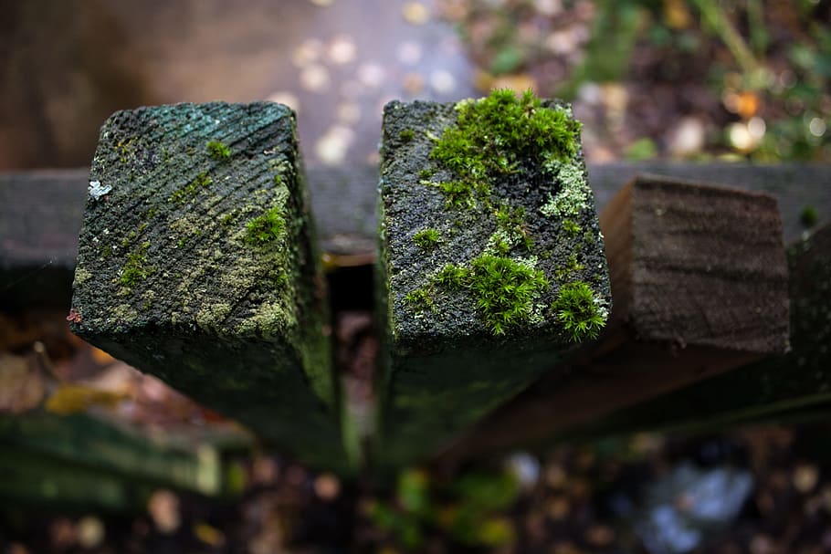 Fence, Moss, Boards, outdoors, no people, selective focus, day HD wallpaper