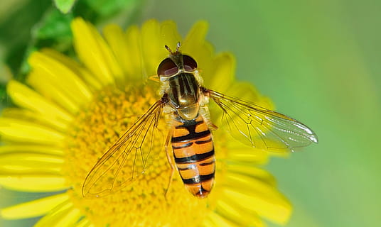 nature, fly, insects, macro, bichito, flower, gadfly, insect macro HD wallpaper