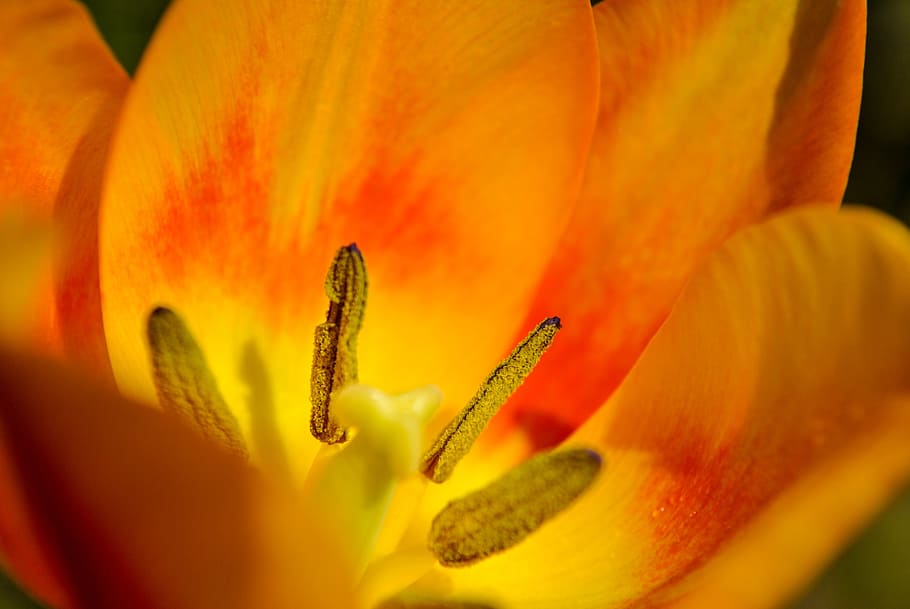 tulip, macro, flower, flora, orange, plant, colored, the interior of the HD wallpaper