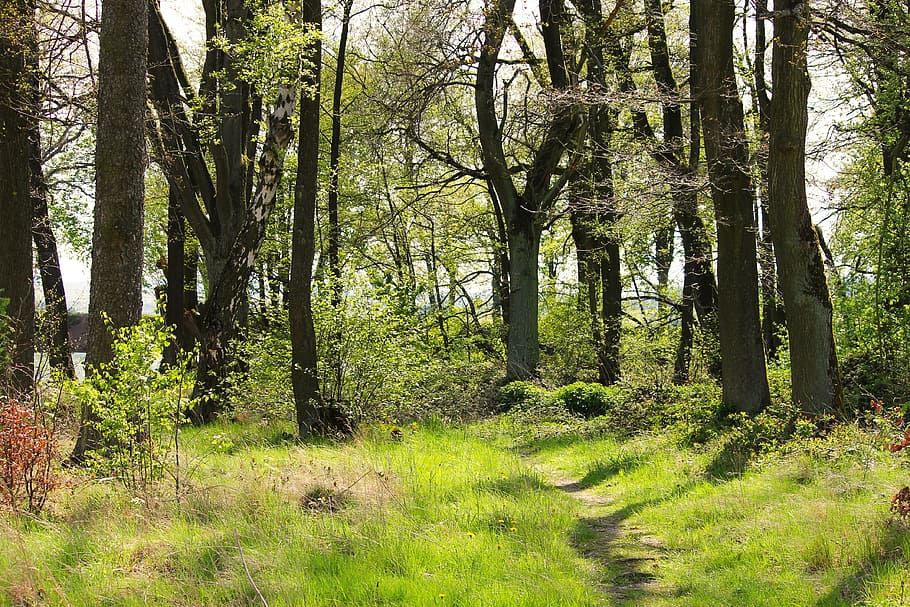 spring forest, trees, green, nature, growth, sprout, forest path HD wallpaper