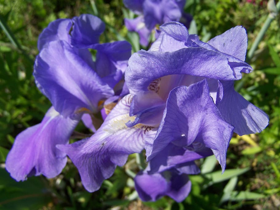 iris, bluish-purple iris, spring flower, flowering plant, beauty in nature HD wallpaper