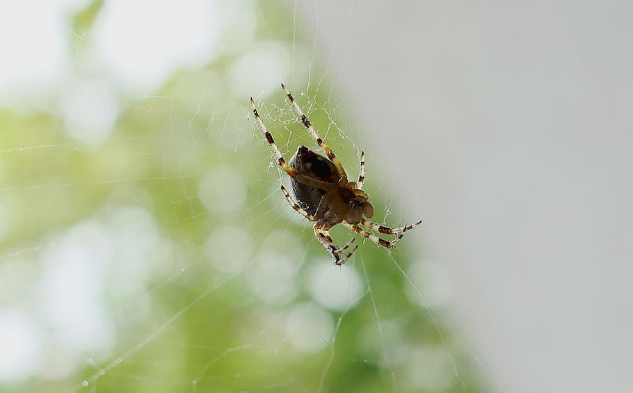 legs, garden, insect, spider, morning, nature, network, cobweb HD wallpaper