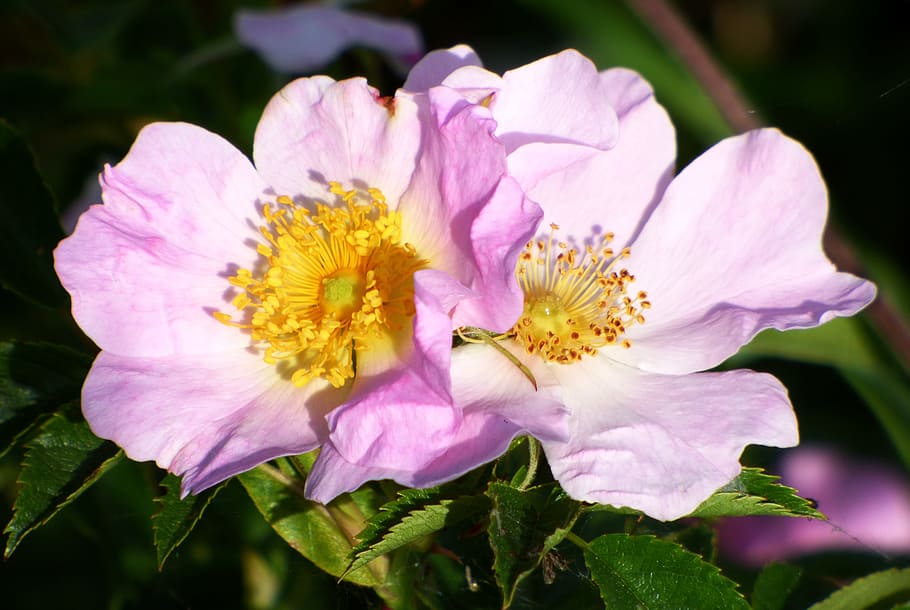 Flowers, Shrub, Spring, Nature, flowering, pink, thorny, plant HD wallpaper