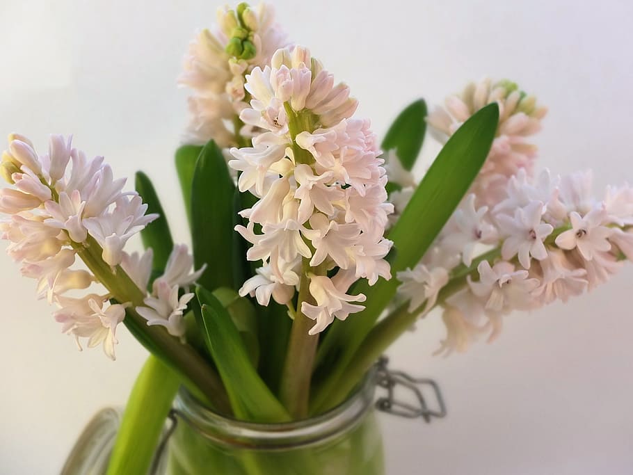 Pink, Hyacinths, Spring, Flowers, Blooms, scented, romantic HD wallpaper