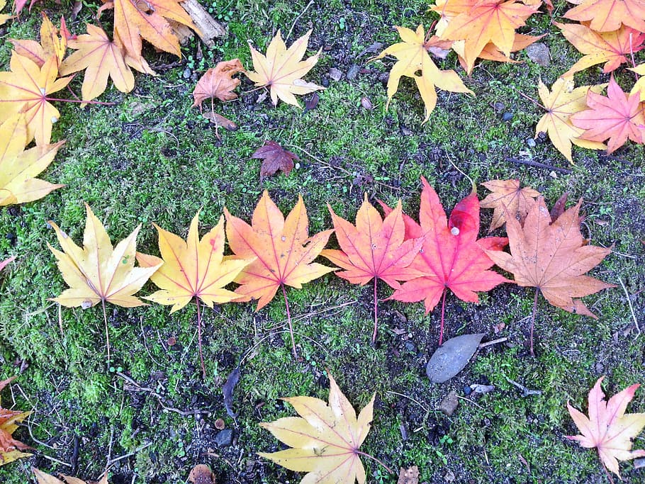 Autumn, Fall, Leaves, leaf, plant, growth, nature, flower, green color HD wallpaper