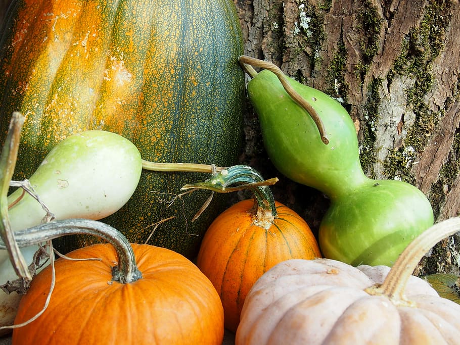 Gourds, Pumpkins, Squash, Autumn, harvest, fall, thanksgiving HD wallpaper