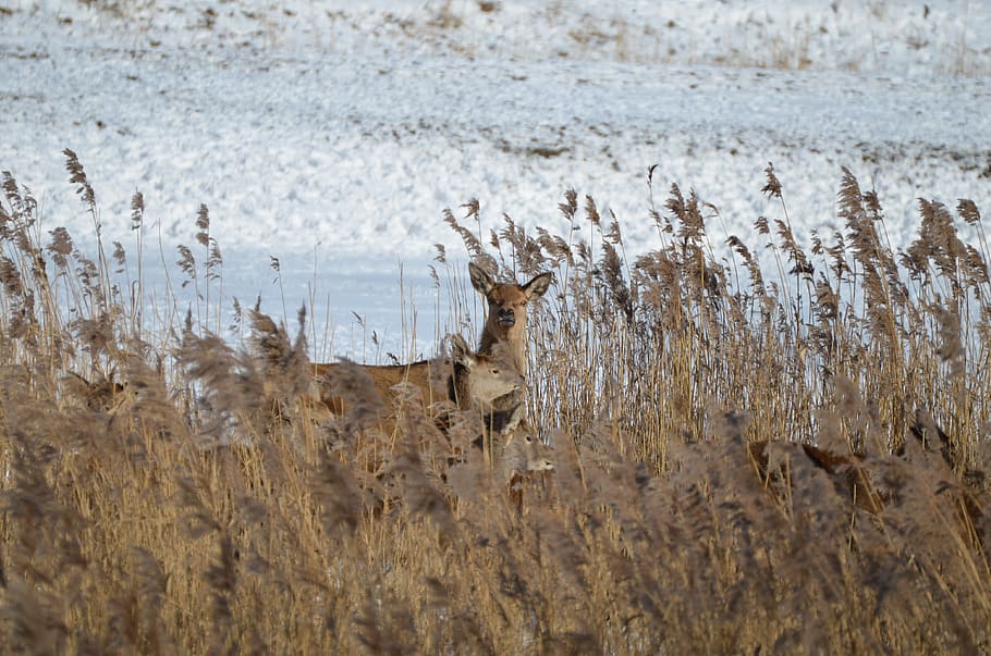 deer, nature, wild, day, no people, water, animal themes, animals in the wild HD wallpaper