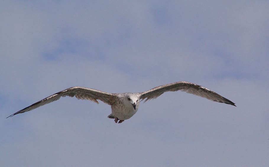 fauna, animal, bird, jvgent, fly, flying, animal themes, animal wildlife HD wallpaper