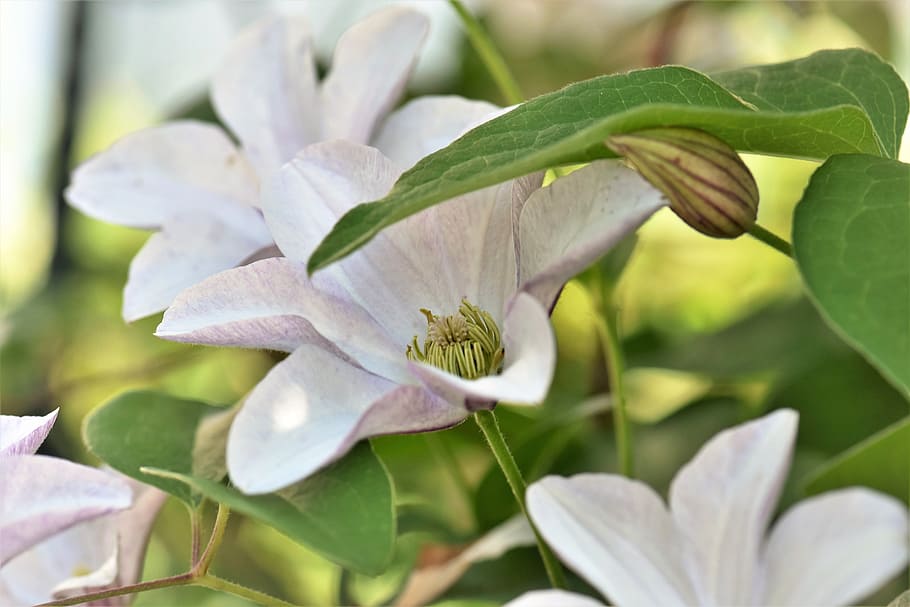 clematis, flower, blossom, bloom, plant, garden, nature, climber HD wallpaper