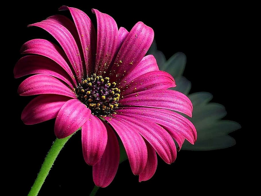 pink flower, daisy, pollen, macro, plant, blossom, floral, petals HD wallpaper